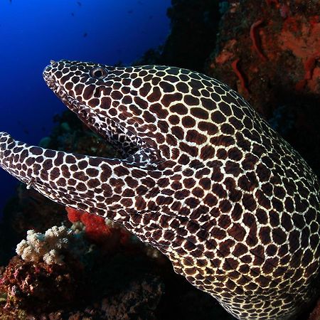 Benthos Bali Dive Resort Candidasa Kültér fotó