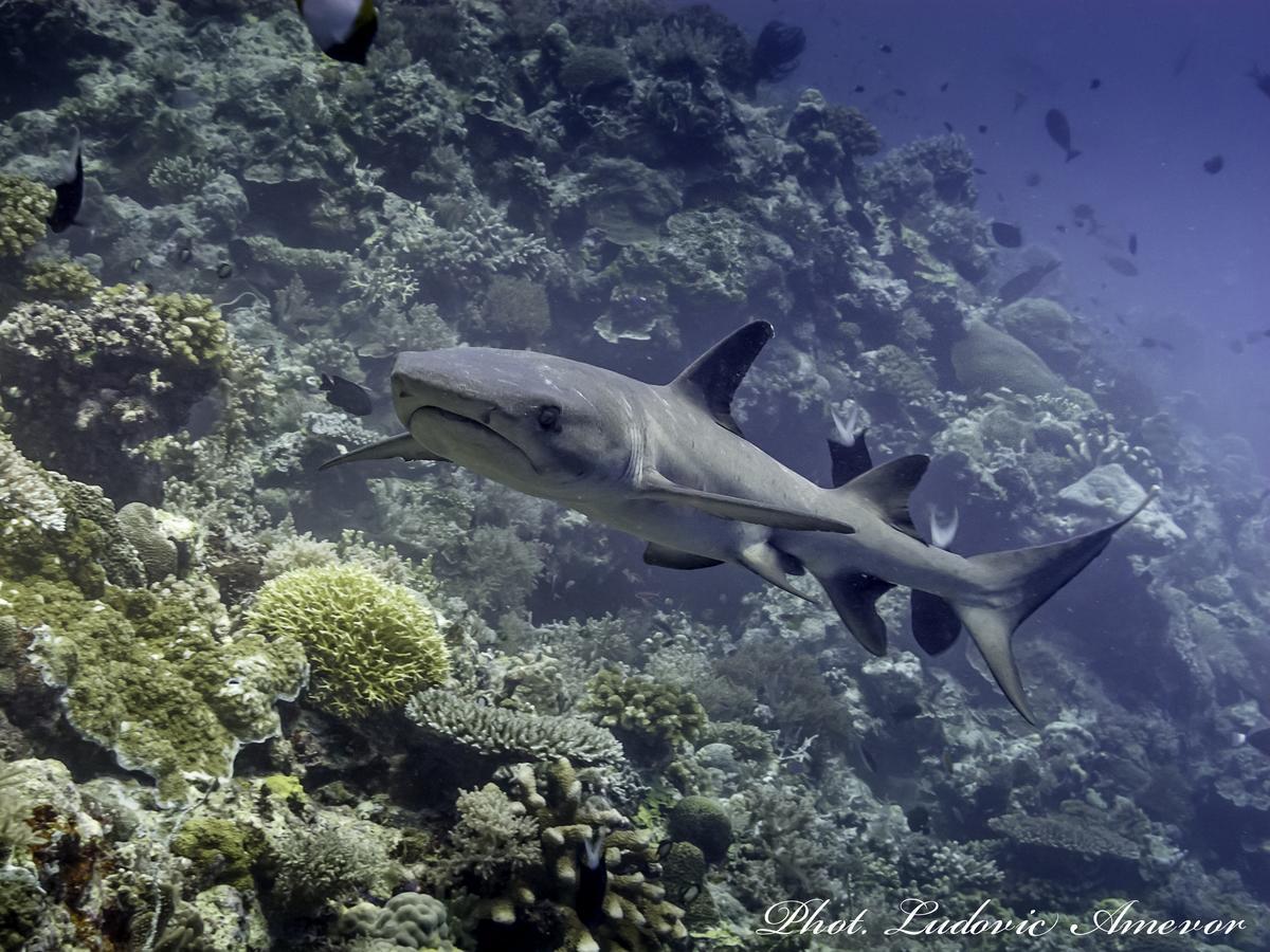 Benthos Bali Dive Resort Candidasa Kültér fotó