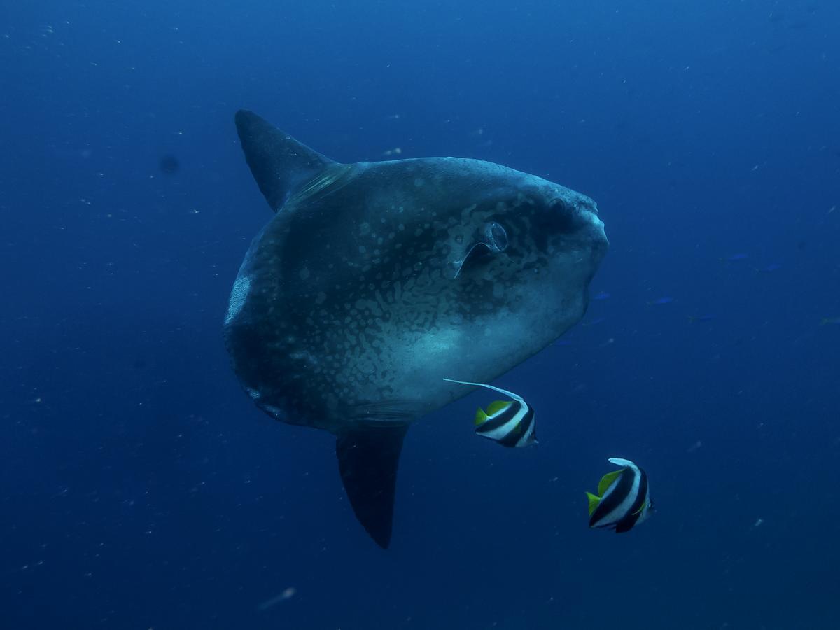 Benthos Bali Dive Resort Candidasa Kültér fotó