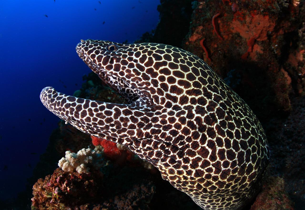Benthos Bali Dive Resort Candidasa Kültér fotó